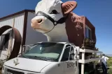 Cowzilla in Colorado