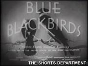 Blue Blackbirds