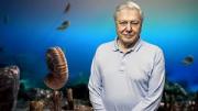 David Attenborough\