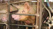 Death on a Factory Farm