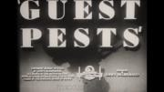 Guest Pests