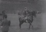 Judging Ladies' Saddle Horses