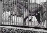 Lion, London Zoological Gardens