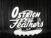 Ostrich Feathers