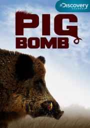 Pig Bomb