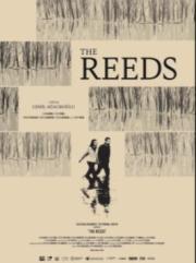 The Reeds