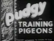 Training Pigeons