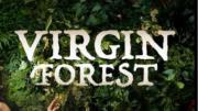 Virgin Forest