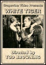 White Tiger