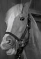 Mister Ed