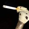 cigsnake